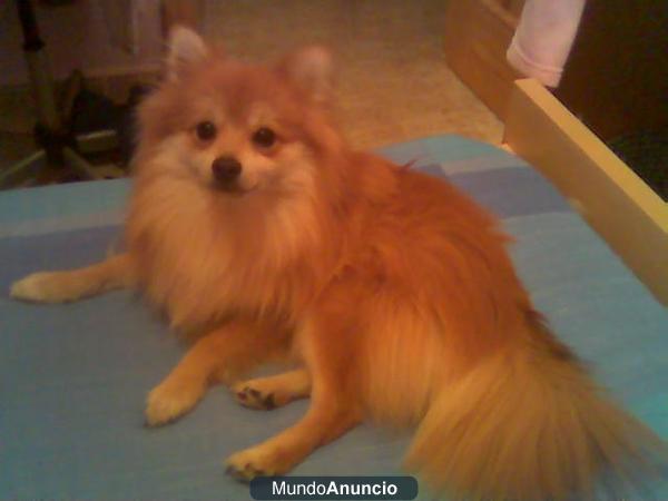 MACHO POMERANIA PARA MONTAS