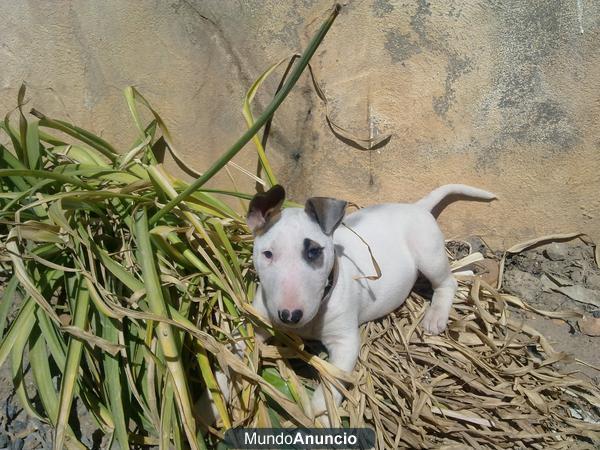 vendo bull terrier