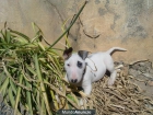 vendo bull terrier - mejor precio | unprecio.es