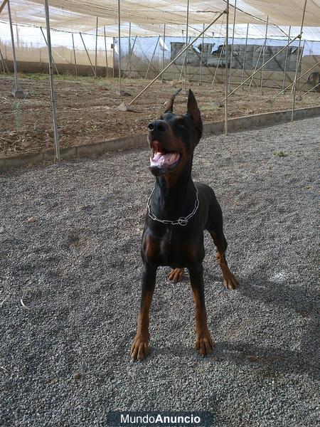 DOBERMAN HIJO CAMPEÓN DEL MUNDO PARA MONTAR