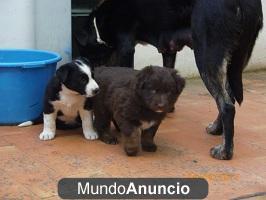 Cachorras en adopción