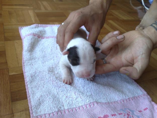 AUTENTICOS BULL TERRIER INGLES