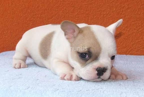 Cachorras de bulldog frances