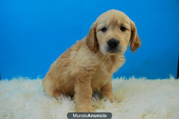 cachorros de golden, perritos disponibles con dos meses