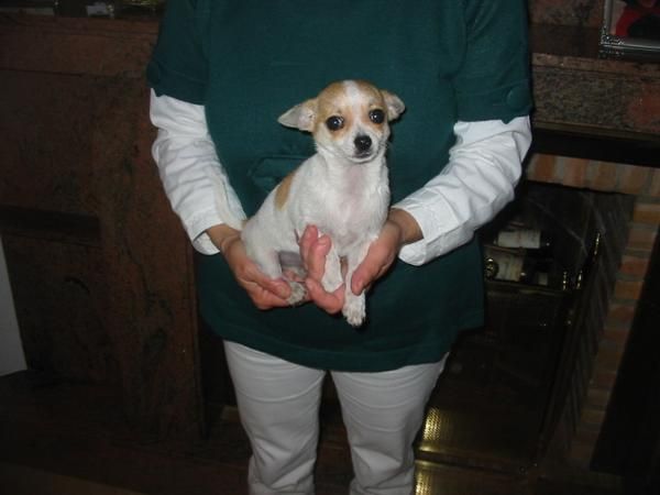 Chihuahua macho nto.01.08.09,precio 450 Eur.