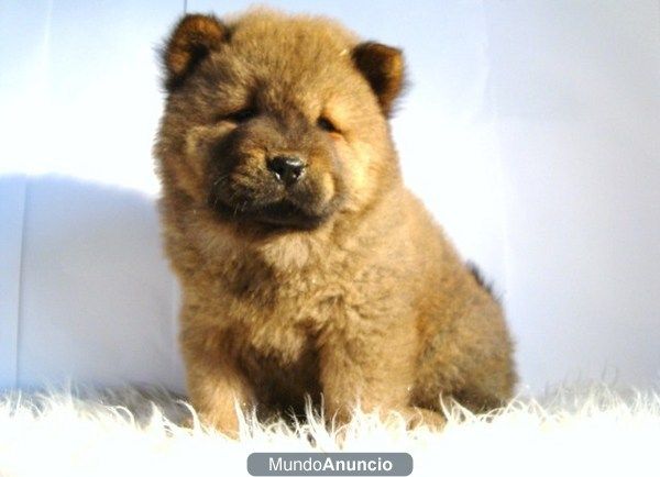 CHOW CHOW DE EXPOSICION 450 EUROS