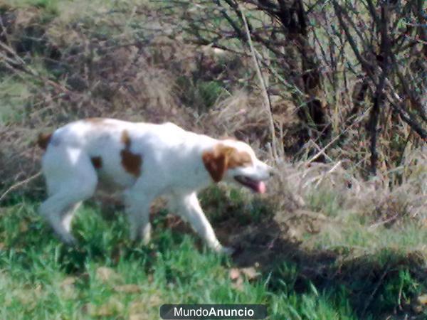 Epagneul breton hembra con 2 años