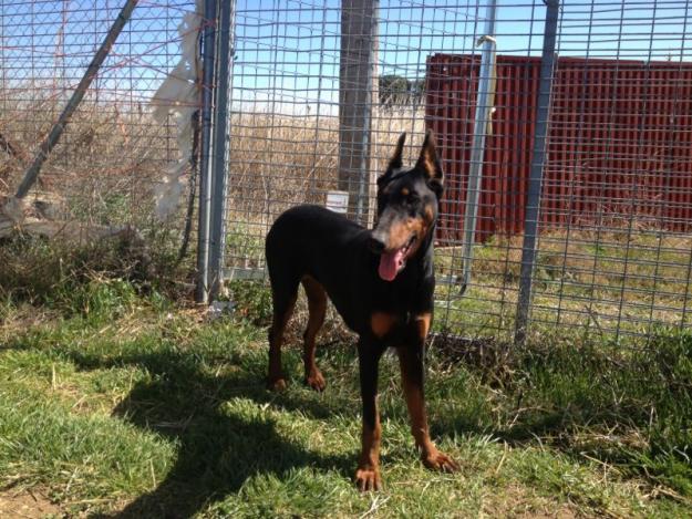 Excelente doberman negra