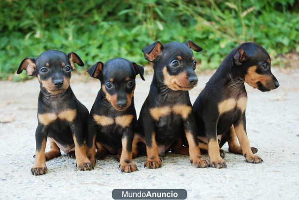 vendo 2 mini picher por 350 euros la pareja