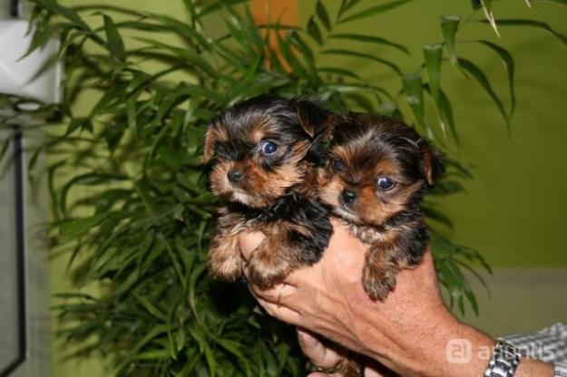 Yorkshires minis con pedigree