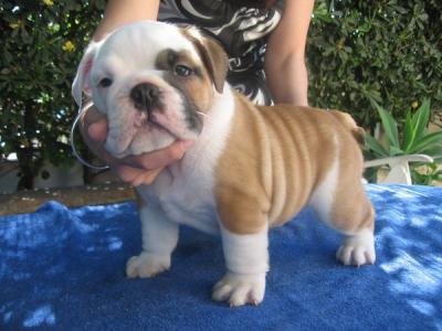 HERMOSOS CACHORROS BULLDOG INGLÉS