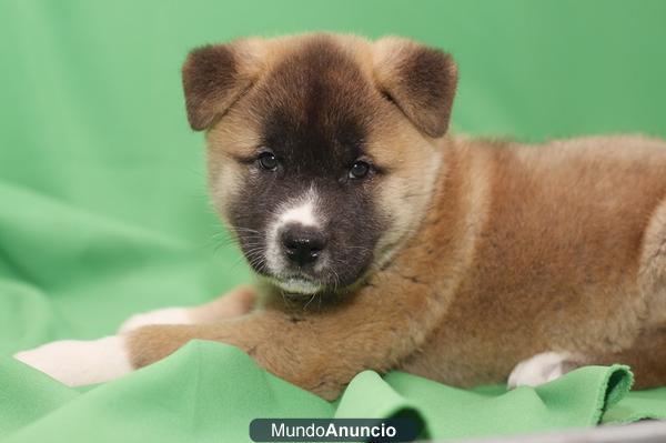 Akita Inu, camada encantadores cachorritos Barcelon