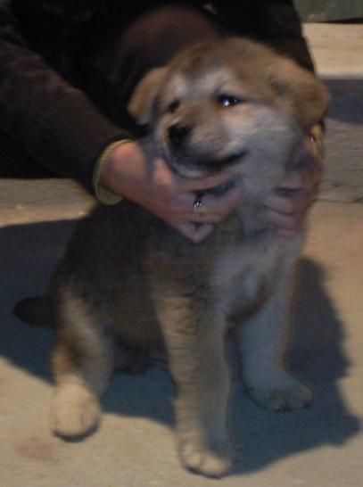 CACHORRO AKITA INU