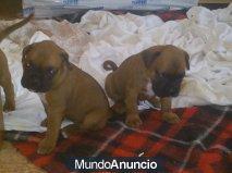 cachorros boxer