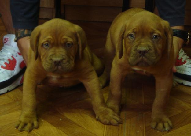 Cachorros de Dogo de burdeos