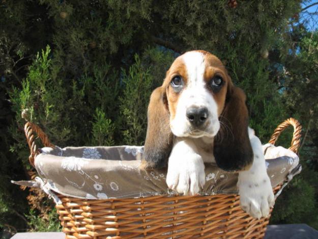 CACHORROS DE RAZA