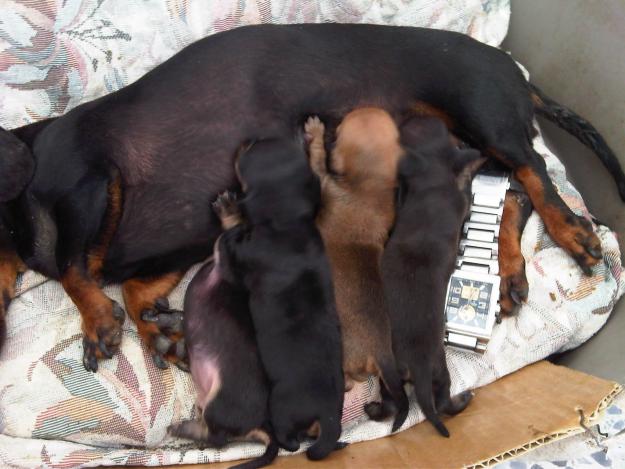 Camada teckel kaninchen (los mas pequeños)