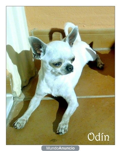 Chihuahua macho para monta