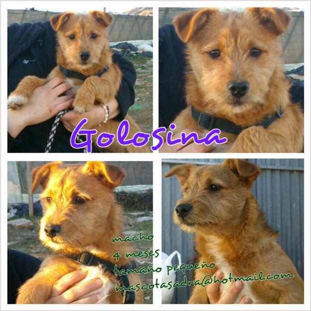 golosina en adopcion