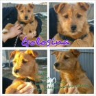 golosina en adopcion - mejor precio | unprecio.es