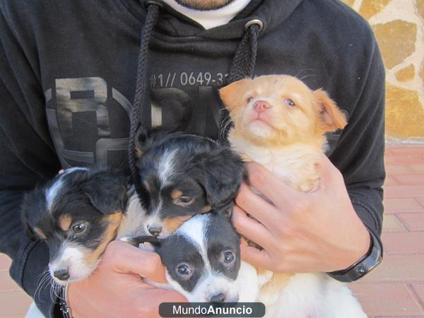 REGALO CACHORROS