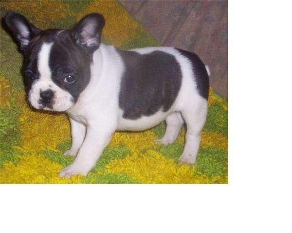 regalo perrito de 10 semanas,cruce de bulldog frances