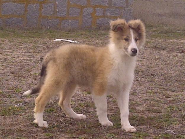 Rough collie arena 340€