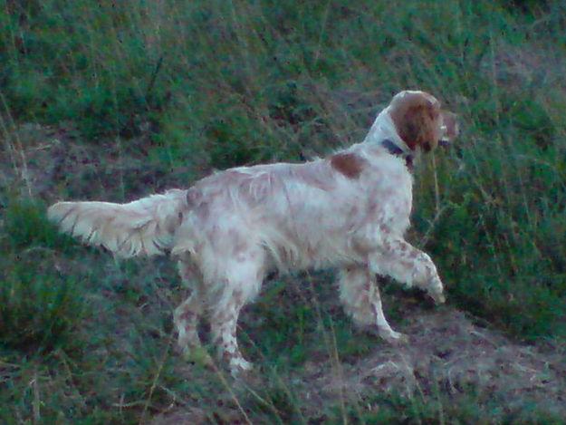 SETTER INGLES 1 AÑO HEMBRA CAZANDO