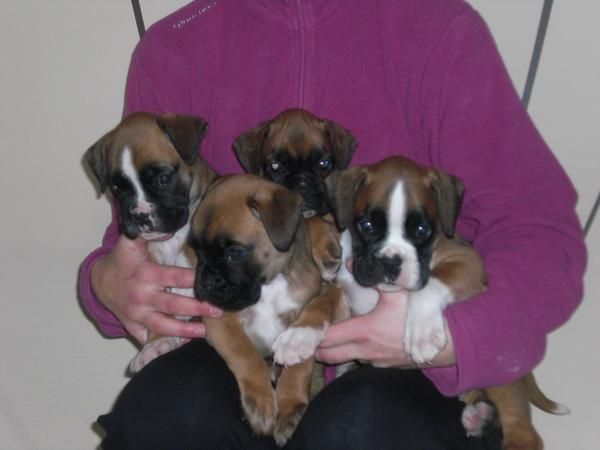 Vendo Boxer Dorados excelente pedigree