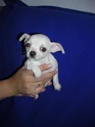 ADOPTO CHIHUAHUA YA SEA MACHO O HEMBRA EN BUEN ESTADO!