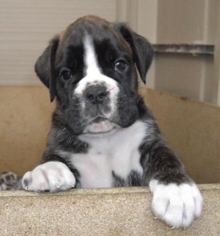 Cachorros de boxer hijos del campeón del mundo