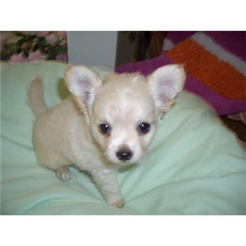 Cachorros de chihuahua toy disponibles