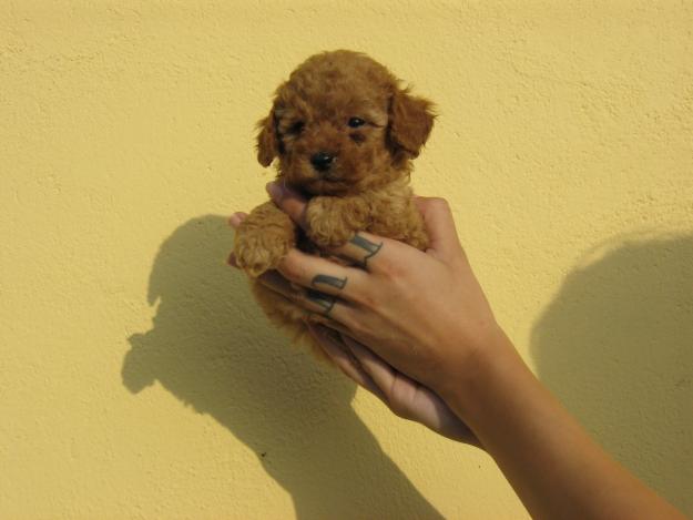 caniche toy apricot cachorros