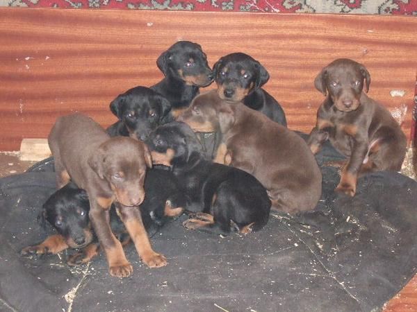 Vendo cachorros Dobermann