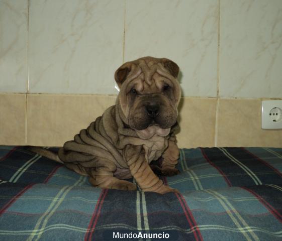 Arrugadito Shar Pei...cachorro 125euros