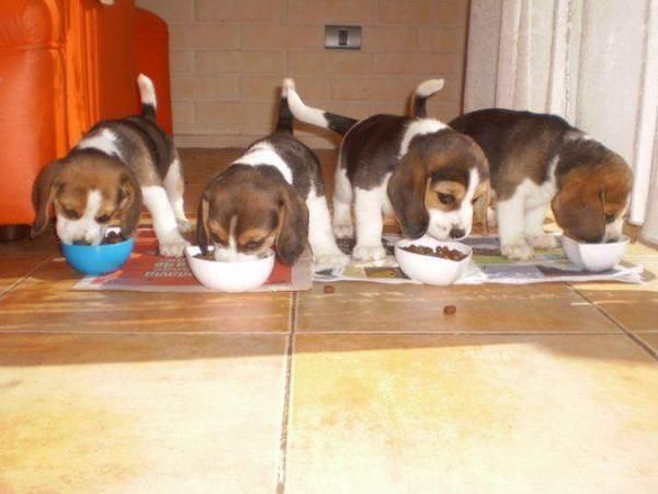 BEAGLE TRICOLORES Y PATIBLANCOS A 300 EUROS