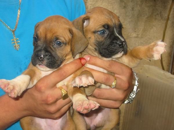 Boxer,cachorros,machos y hembras,dorados,atigrados y blancos.