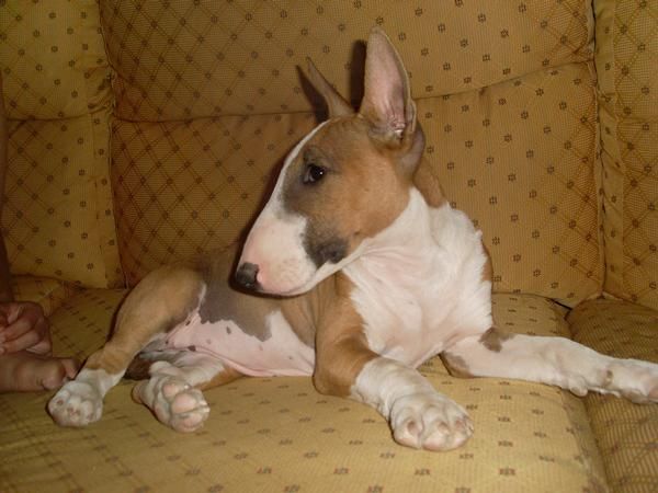 bull terrier miniatura cachorro hembra