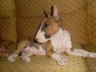 bull terrier miniatura cachorro hembra - mejor precio | unprecio.es