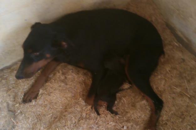 cachorro de doberman puro 100 euros