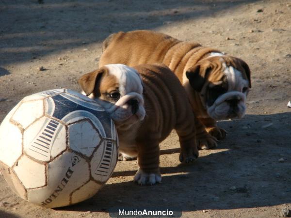 Cachorros de calidad ejemplares de bulldog ingles