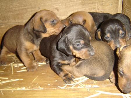 Cachorros Teckel estandar pelo corto.