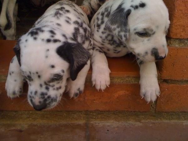 Dálmatas últimos cachorros de la camada