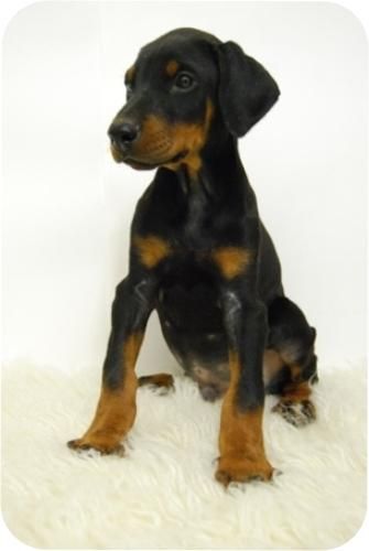 Estraordinarios Cachorritos de DOBERMAN en MADRID con la MEJOR GENETICA ** 450 EUROS **