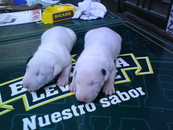 macho y hembra de bull terrier