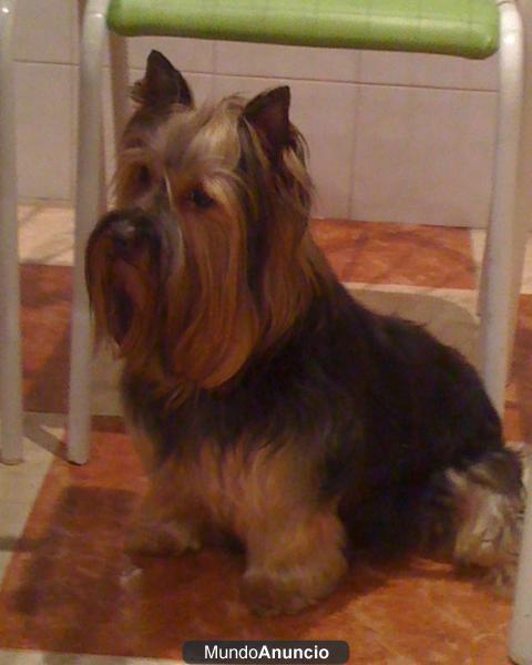 Ofrezco Yorkshire Terrier para montas con pedigree