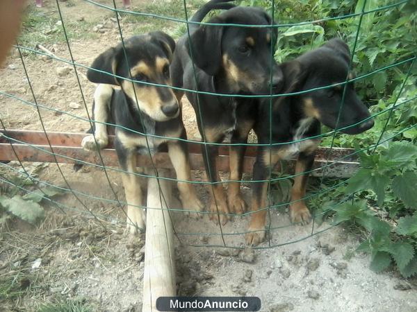 regalo perritos