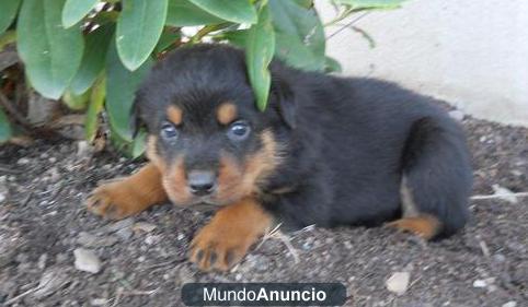 Regalo Rottweiler