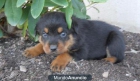 Regalo Rottweiler - mejor precio | unprecio.es