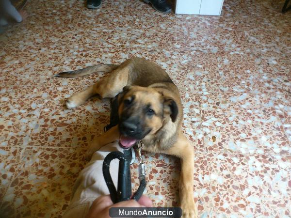 regalo un perro cruce de mastín con lobo 4 meses